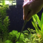 トリミング　差し戻し　カボンバ